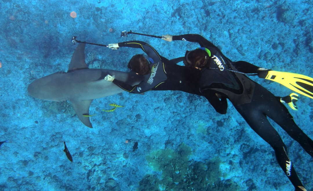 Underwater Cameras for Photos of Marine Life