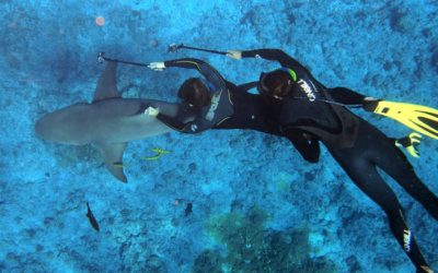 Underwater Cameras for Photos of Marine Life